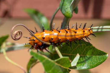 Orange caterpillar