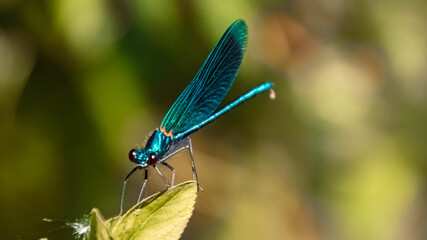 Macro of a beautiful dragonfly on a leaf