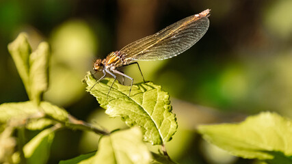 Macro of a beautiful dragonfly on a leaf