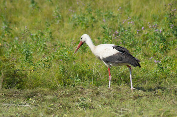 A white bird with black wing tips, a long neck, a long thin red bull, and long reddish legs.A beautiful stork walks on the green grass in a field.Photo.
