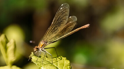 Fototapeta na wymiar Macro of a beautiful dragonfly on a leaf