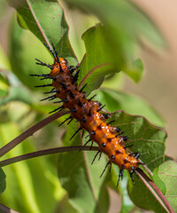 Orange caterpillar on leaf