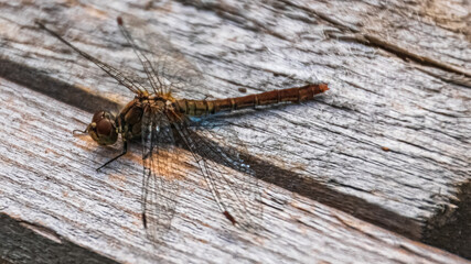 Macro of a beautiful dragonfly on a wooden board