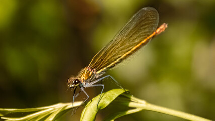 Macro of a beautiful dragonfly on a branch