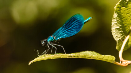 Macro of a beautiful dragonfly on a leaf