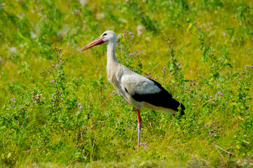 A white bird with black wing tips, a long neck, a long thin red bull, and long reddish legs.A beautiful stork walks on the green grass in a field.Photo.