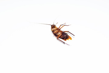 Cockroaches isolated on a white background