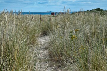 Low view through long grass in sand dunes towards colourful beach huts, sea and blue sky. Findhorn...