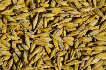 Harvested barley, grain top view, background, photo.