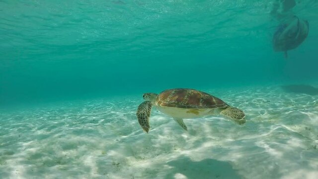 snorkeling with Green turtle in Taka Macassar in Komodo, Indonesia