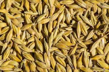 Background of the barley harvest, a photograph of the top view.