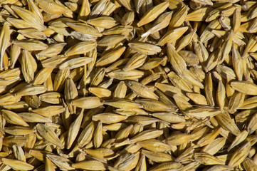 Lots of barley grains, background, photo.