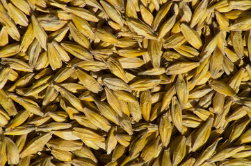 A lot of barley grain, cereals, photo view from above.