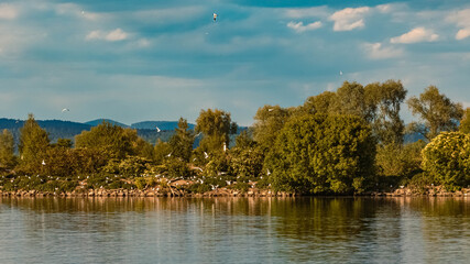 Obraz premium Beautiful view with a flock of seagulls near Straubing, Danube, Bavaria, Germany