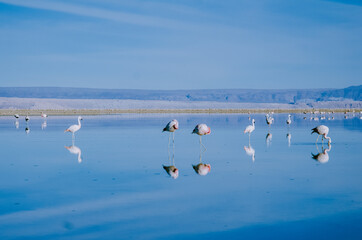 flock of seagulls