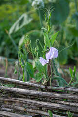 Lilac pea flower against the background of a fence made of wicker twigs