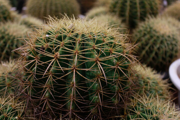 Obraz premium Thorns of Golden barrel cactus Echinocactus grusonii desert plant are growing with sunshine