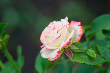 One growing beautiful pale pink rose flower on a green blurred background of leaves, photo, close-up.