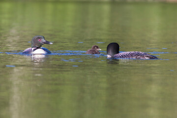 common loon or great northern diver (Gavia immer) feeding baby