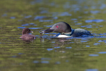 common loon or great northern diver (Gavia immer) feeding baby