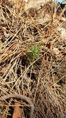 green grass background