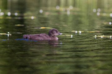 common loon or great northern diver (Gavia immer) baby