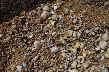 Muschelschalen am Strand von Tregastel