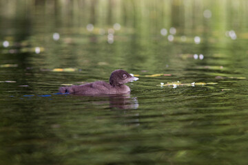 common loon or great northern diver (Gavia immer) baby