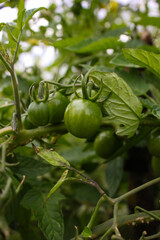 tomatoes grow in the country