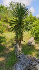 palm trees in the garden