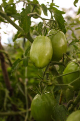 tomatoes grow in the country