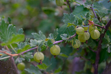 Obraz premium Beautiful gooseberry fruits on a shrub branch.Photo.