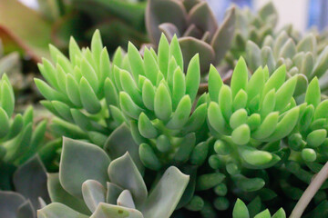 Fototapeta premium close up of Echeveria green Burros tail succulent desert plant in greenhouse