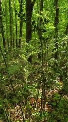 Obraz premium forest in the morning