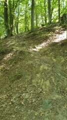 stream in the forest