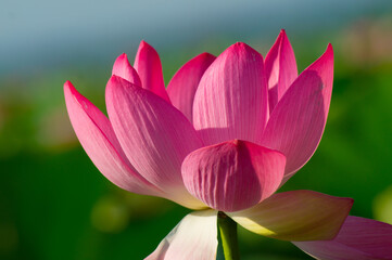 Pink growing Lotus flower close-up, photo.