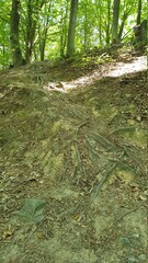 footpath in the forest
