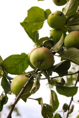 green apples on a tree