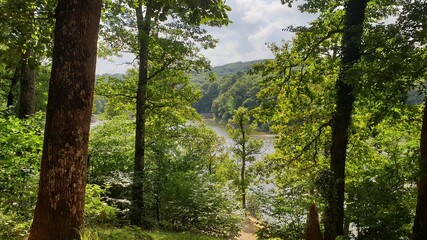 forest in the morning