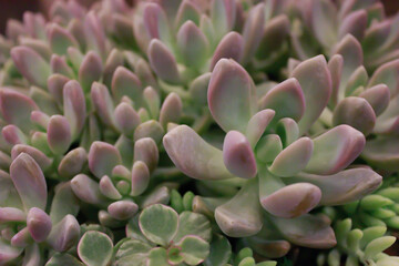 Beautiful Pink Sedum Echeveria Cactus and .Succulent desert  plants are flowering in greenhouse