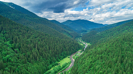 Beautiful pine trees on the background of mountains. Carpathians