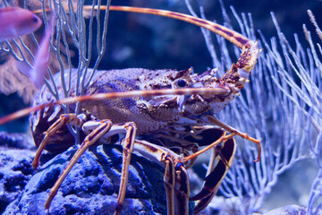 close up of a lobster