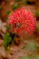 Blood Lily flower plant against blurred earthy background in a garden