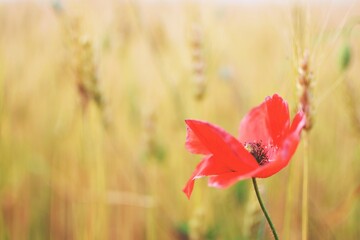 Papavero tra le spighe