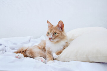 Beige young cat lying on pillow on a white sheet.