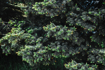young branches of blue spruce with small buds of cones close-up texture for decor and design