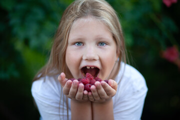 A child blonde girl with blue eyes in a white T-shirt holds raspberries in her palms, opened her...