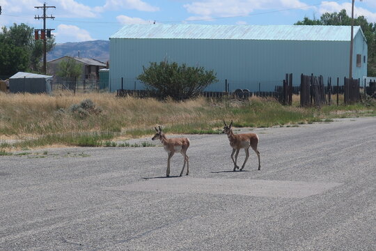Two tiny deer wandering around a Wyoming town