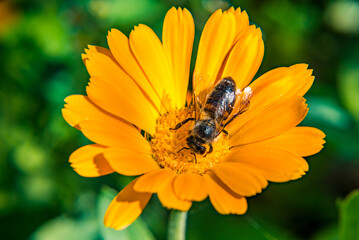 bee collects pollen for honey from flowers. macro photo. orange flower blurred grass background.