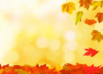 Naklejka na ściany i meble maple leaves on the autumn background